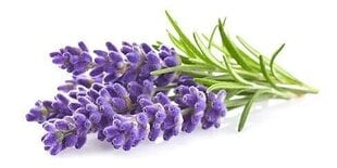 Эфирное масло лаванды Sattva Ayurveda Lavender, 10 мл цена и информация | Эфирные, косметические масла, гидролаты | 220.lv