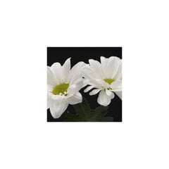 Reprodukcija Zied balti ziedi cena un informācija | Gleznas | 220.lv