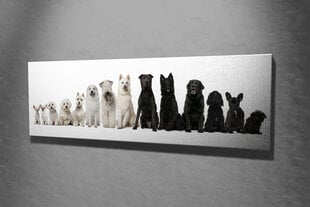Репродукция Белые и черные собаки цена и информация | Картины | 220.lv