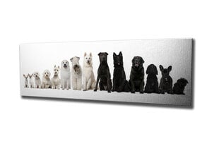 Репродукция Белые и черные собаки цена и информация | Картины | 220.lv
