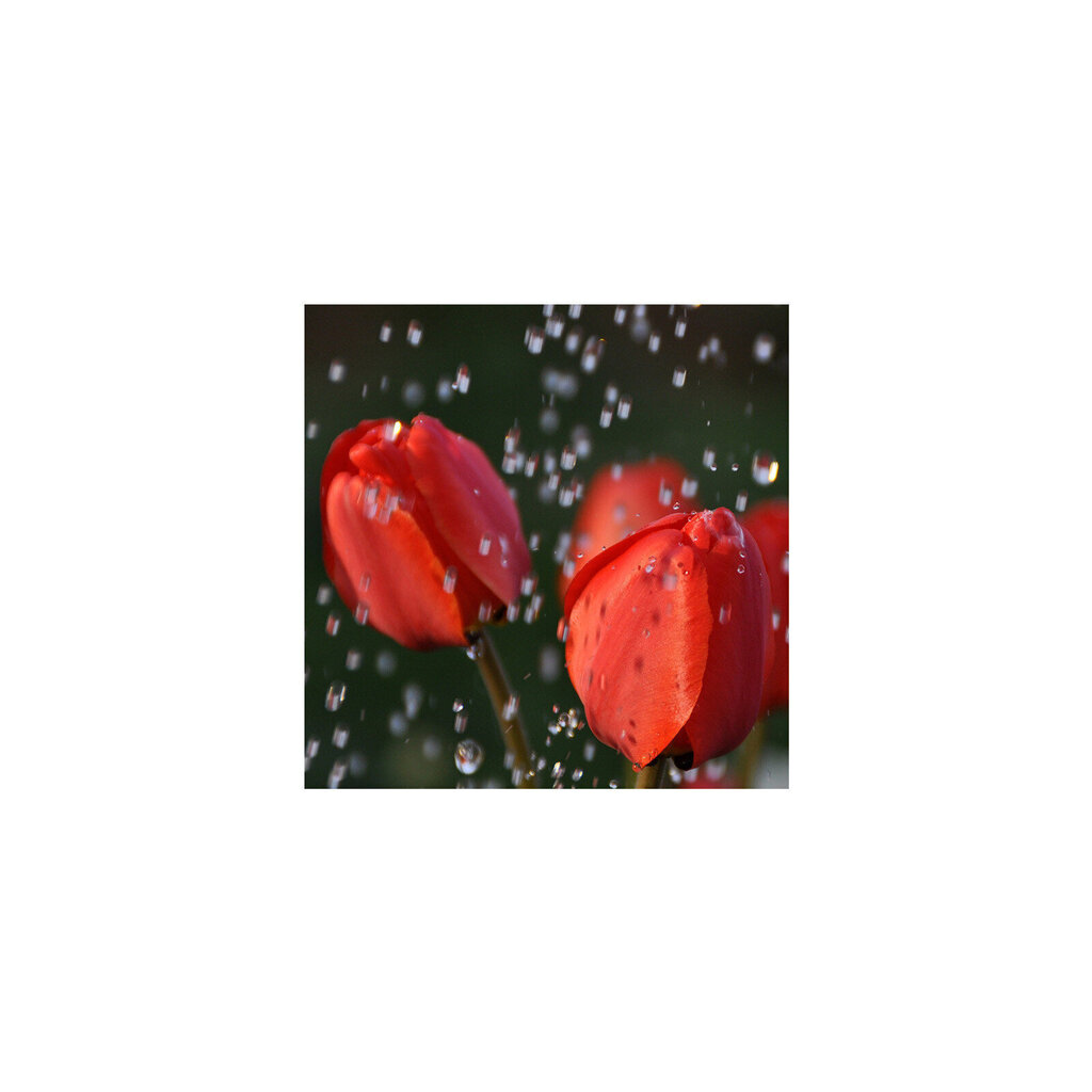 Reprodukcija Tulpes lietū cena un informācija | Gleznas | 220.lv