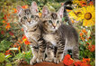 Puzle Puzzle Castorland, "KITTEN BUDDIES" 1500 det. cena un informācija | Puzles, 3D puzles | 220.lv