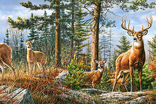 Puzle Puzzle Castorland Royal Deer Family, 4000 detaļu cena un informācija | Castorland Rotaļlietas un spēles no 3 gadiem | 220.lv