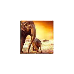 Reprodukcija Ziloņi cena un informācija | Gleznas | 220.lv
