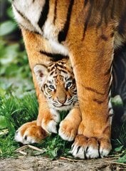 Пазл Бенгальский тигр Клементони, 500 дн. цена и информация | Пазлы | 220.lv