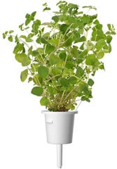 Click & Grow gudrā augu dārza uzpilde Oregano 3gb. cena un informācija | Diedzēšanas trauki | 220.lv
