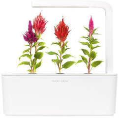Click & Grow Smart Garden refill Очи́ток 3 шт цена и информация | Проращиватели, лампы для растений | 220.lv