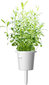 Click & Grow SGR28X3 cena un informācija | Diedzēšanas trauki, augu lampas | 220.lv