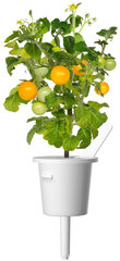 Click & Grow Smart Garden refill Yellow Mini Tomato 3 шт цена и информация | Проращиватели, лампы для растений | 220.lv