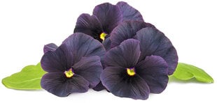 Click & Grow Smart Garden refill Blue Petunia 3pcs цена и информация | Проращиватели, лампы для растений | 220.lv