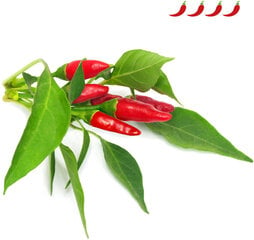 Click & Grow Smart Garden refill Piri Piri Chili Pepper 3pcs цена и информация | Проращиватели, лампы для растений | 220.lv