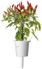 Click & Grow Smart Garden refill Piri Piri Chili Pepper 3pcs цена и информация | Проращиватели, лампы для растений | 220.lv