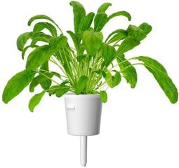 Click & Grow Smart Garden капсула Мибуна 3 шт. цена и информация | Проращиватели, лампы для растений | 220.lv