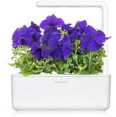 Click & Grow Smart Garden refill Black pansy 3шт цена и информация | Проращиватели, лампы для растений | 220.lv