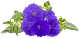 Click & Grow Smart Garden refill Blue Petunia 3pcs cena un informācija | Diedzēšanas trauki | 220.lv