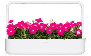 Click & Grow Smart Garden refill Pink Petunia 3pcs cena un informācija | Diedzēšanas trauki | 220.lv