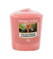 Aromātiskā svece Yankee Candle the Last Paradise 49 g