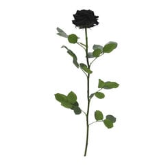 Konservēta Roze Amorosa melna cena un informācija | Stabilizētās rozes, augi | 220.lv