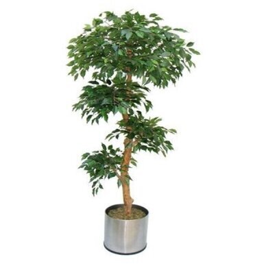 Mākslīgais augs Ficus 180cm cena un informācija | Mākslīgie ziedi | 220.lv