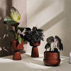 Горшок для цветов Iittala Nappula  230x155 мм, коричневый цена и информация | Вазоны | 220.lv