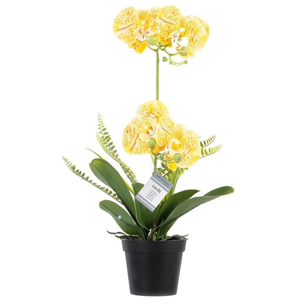 Mākslīgā Orhideja Orchi Honey, 60 cm цена и информация | Interjera priekšmeti | 220.lv