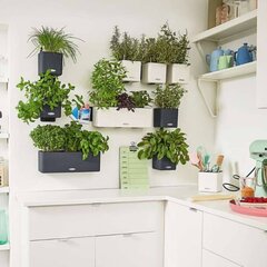 LECHUZA augu kastes, 3 gab., Green Wall Home Kit, pelēkbrūnas цена и информация | Вазоны | 220.lv
