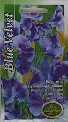 Цветочный горошек Blue Velvet, 2 шт. цена и информация | Семена цветов | 220.lv