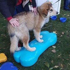 FitPAWS dzīvnieku līdzsvara platforma Giant K9FITbone, ūdens zils PVC цена и информация | Аксессуары для дрессировки собак | 220.lv