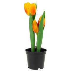 Искусственные тюльпаны в горшке, оранжевые цена и информация | Детали интерьера | 220.lv