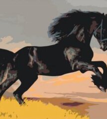 Glezna pēc cipariem "Melns zirgs" 40x50 KTMK-39979G cena un informācija | Gleznas pēc numuriem | 220.lv