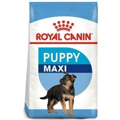 Royal Canin Maxi Junior для собак, 15 кг цена и информация | Сухой корм для собак | 220.lv