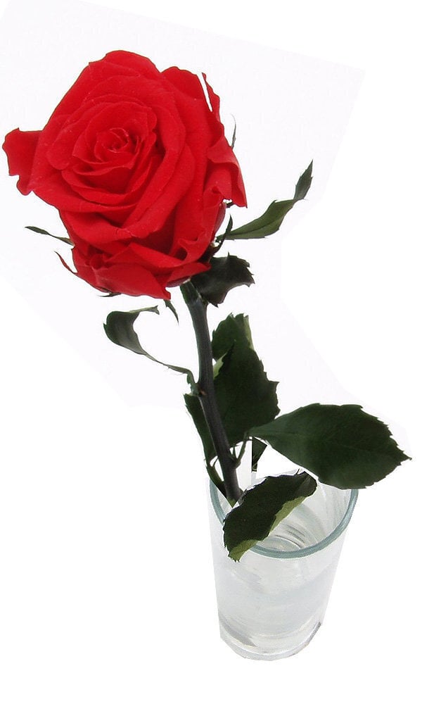 Stabilizēta roze Amorosa Sarkana cena un informācija | Stabilizētās rozes, augi | 220.lv