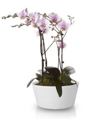 Keramikas puķupods Orchid 28x13(A) cm cena un informācija | Puķu podi | 220.lv