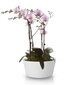 Keramikas puķupods Orchid 28x13(A) cm cena un informācija | Puķu podi | 220.lv