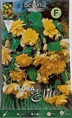 Бегония ампельная, желтая, 3 шт. цена и информация | Луковичные цветы | 220.lv
