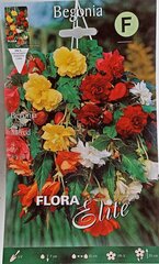Бегония ампелная, смешанная, 3 шт. цена и информация | Луковичные цветы | 220.lv