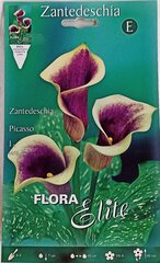 Калла (Зантедезия), Picasso цена и информация | Луковичные цветы | 220.lv