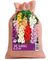 Gladiolu maiss Maisījums 25 gab. cena un informācija | Sīpolpuķes | 220.lv