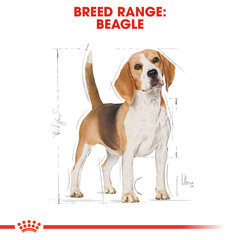 Корм для взрослых биглей ROYAL CANIN Beagle adult, 3 кг цена и информация | Сухой корм для собак | 220.lv