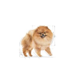 Взрослый померанский шпиц ROYAL CANIN Pomeranian Adult, 1,5 кг цена и информация |  Сухой корм для собак | 220.lv