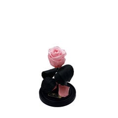 Roze stikla kolbā S, Gaiši rozā (20 cm aug. / 12,5 cm plat.) cena un informācija | Stabilizētās rozes, augi | 220.lv