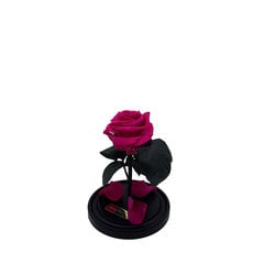 Роза в колбе S, цвета Фуксии (20 см выс. / 12,5 см шир.) цена и информация | Спящие стабилизированные розы, растения | 220.lv