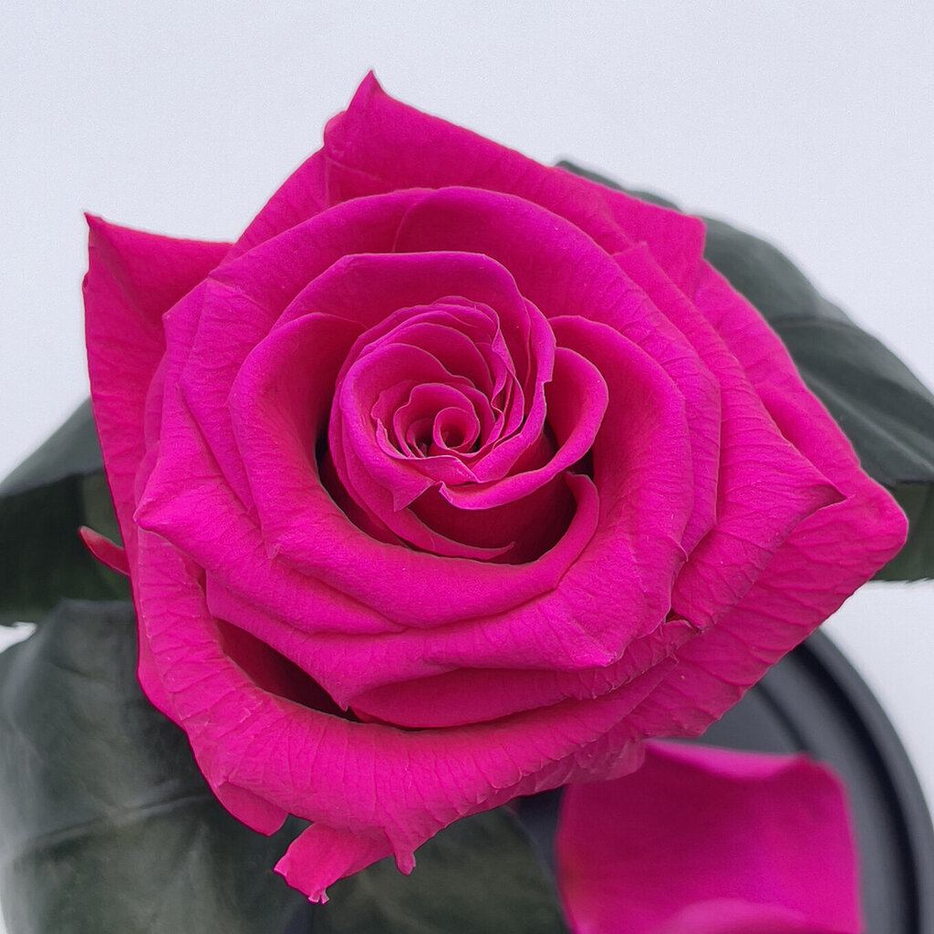 Roze stikla kolbā S, Fuksijas krāsā (20 cm aug. / 12,5 cm plat.) cena un informācija | Stabilizētās rozes, augi | 220.lv
