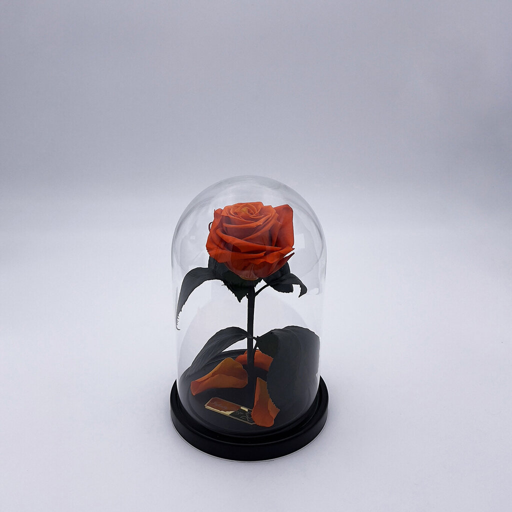 Roze stikla kolbā S, Oranža (20 cm aug. / 12,5 cm plat.) cena un informācija | Stabilizētās rozes, augi | 220.lv