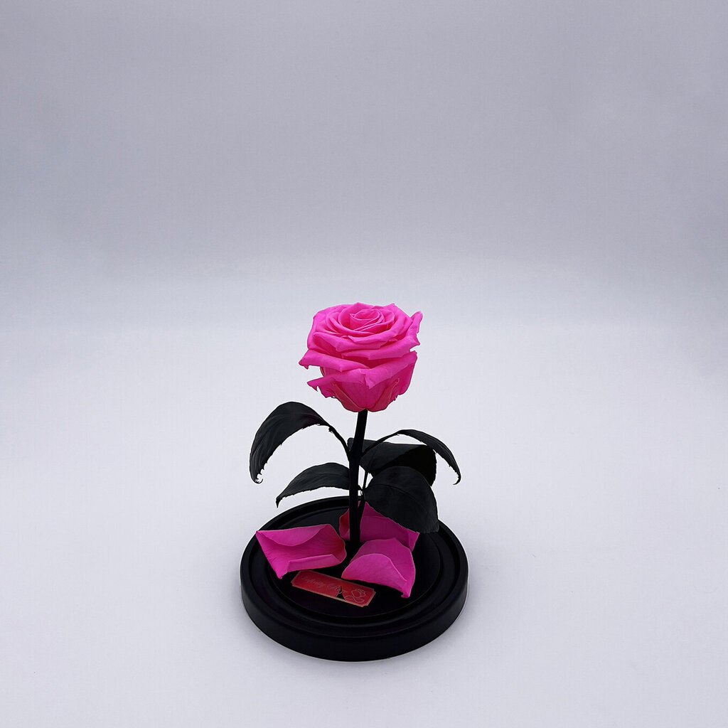 Roze stikla kolbā S, Spilgti rozā (20 cm aug. / 12,5 cm plat.) цена и информация | Stabilizētās rozes, augi | 220.lv