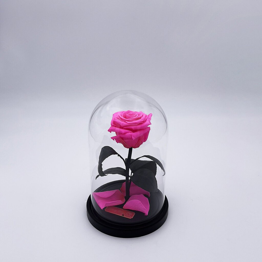 Roze stikla kolbā S, Spilgti rozā (20 cm aug. / 12,5 cm plat.) cena un informācija | Stabilizētās rozes, augi | 220.lv