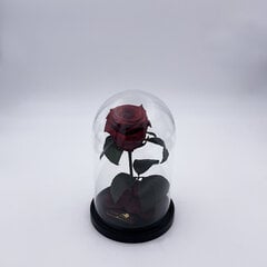 Roze stikla kolbā S, Bordo krāsā (20 cm aug. / 12,5 cm plat.) cena un informācija | Stabilizētās rozes, augi | 220.lv