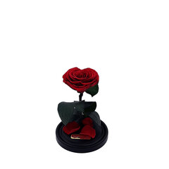 Roze stikla kolbā S, Sirds formā (20 cm aug. / 12,5 cm plat.) cena un informācija | Stabilizētās rozes, augi | 220.lv