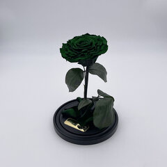 Roze stikla kolbā M, Zaļa (25 cm aug. / 15 cm plat.) cena un informācija | Stabilizētās rozes, augi | 220.lv