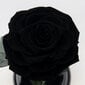 Roze stikla kolbā M, Melna (25 cm aug. / 15 cm plat.) cena un informācija | Stabilizētās rozes, augi | 220.lv